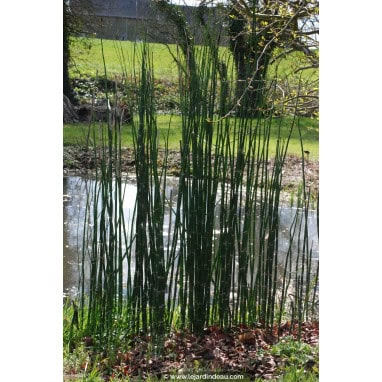 EQUISETUM camtschatcense - Prêle du Kamtshatka / Prêle géante