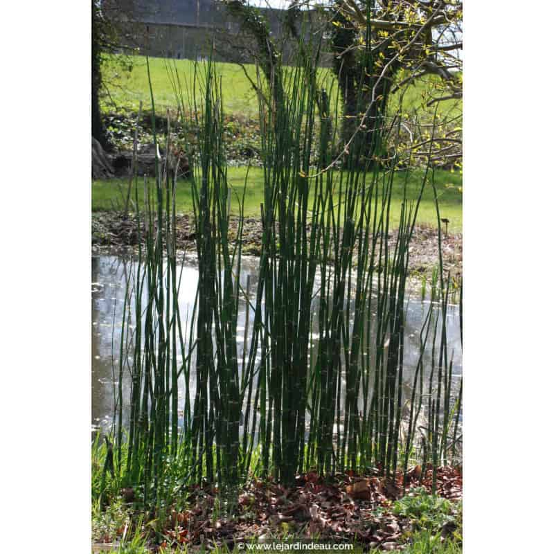 EQUISETUM camtschatcense EQUISETUM camtschatcense