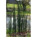 EQUISETUM camtschatcense EQUISETUM camtschatcense
