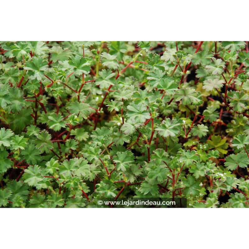 ALCHEMILLA ellenbeckii ALCHEMILLA ellenbeckii