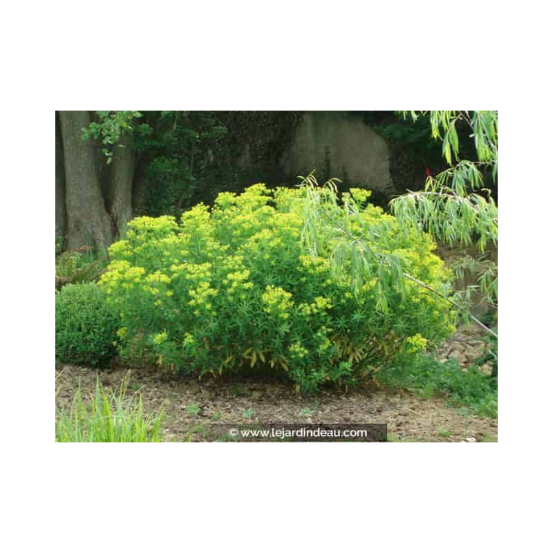 EUPHORBIA palustris EUPHORBIA palustris