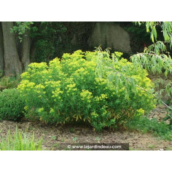 EUPHORBIA palustris