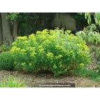 EUPHORBIA palustris EUPHORBIA palustris
