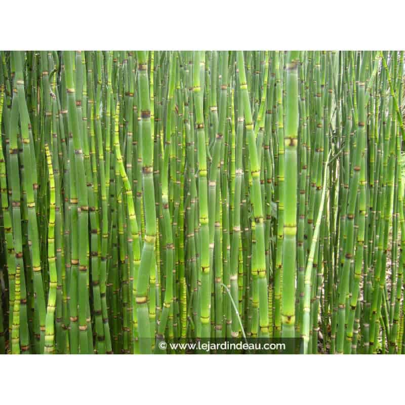 EQUISETUM camtschatcense EQUISETUM camtschatcense