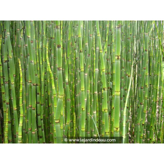 EQUISETUM camtschatcense