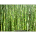 EQUISETUM camtschatcense EQUISETUM camtschatcense