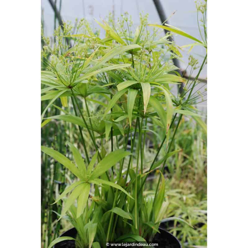 CYPERUS albostriatus CYPERUS albostriatus