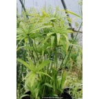 CYPERUS albostriatus CYPERUS albostriatus