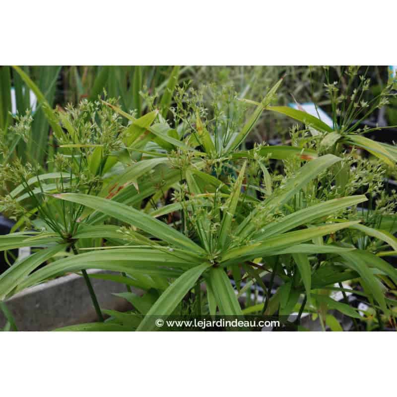 CYPERUS albostriatus CYPERUS albostriatus