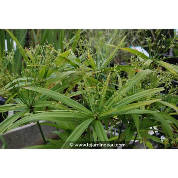 CYPERUS albostriatus
