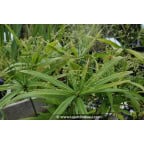 CYPERUS albostriatus CYPERUS albostriatus