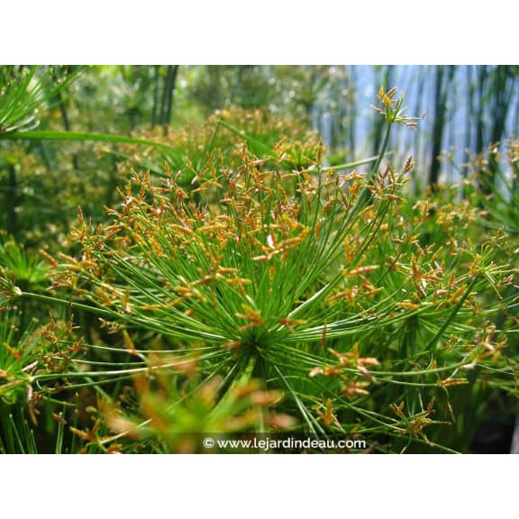 CYPERUS papyrus 'Nanus'