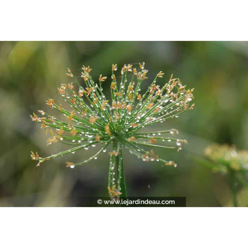 CYPERUS papyrus 'Nanus' CYPERUS papyrus 'Nanus'