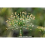 CYPERUS papyrus 'Nanus' CYPERUS papyrus 'Nanus'