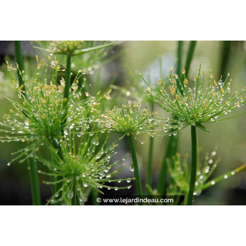 CYPERUS papyrus 'Nanus' CYPERUS papyrus 'Nanus'