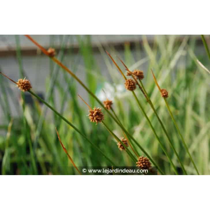 ISOLEPIS nodosa