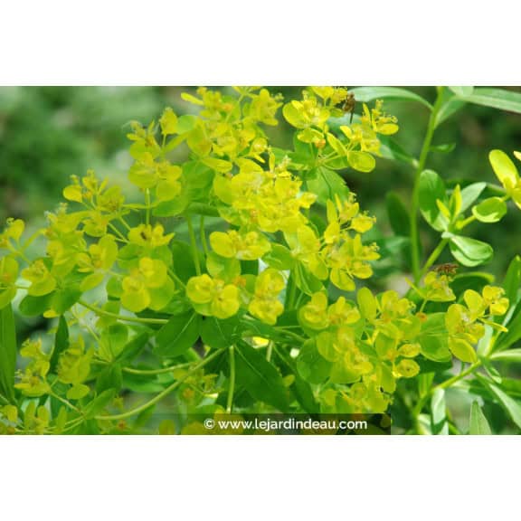 EUPHORBIA palustris