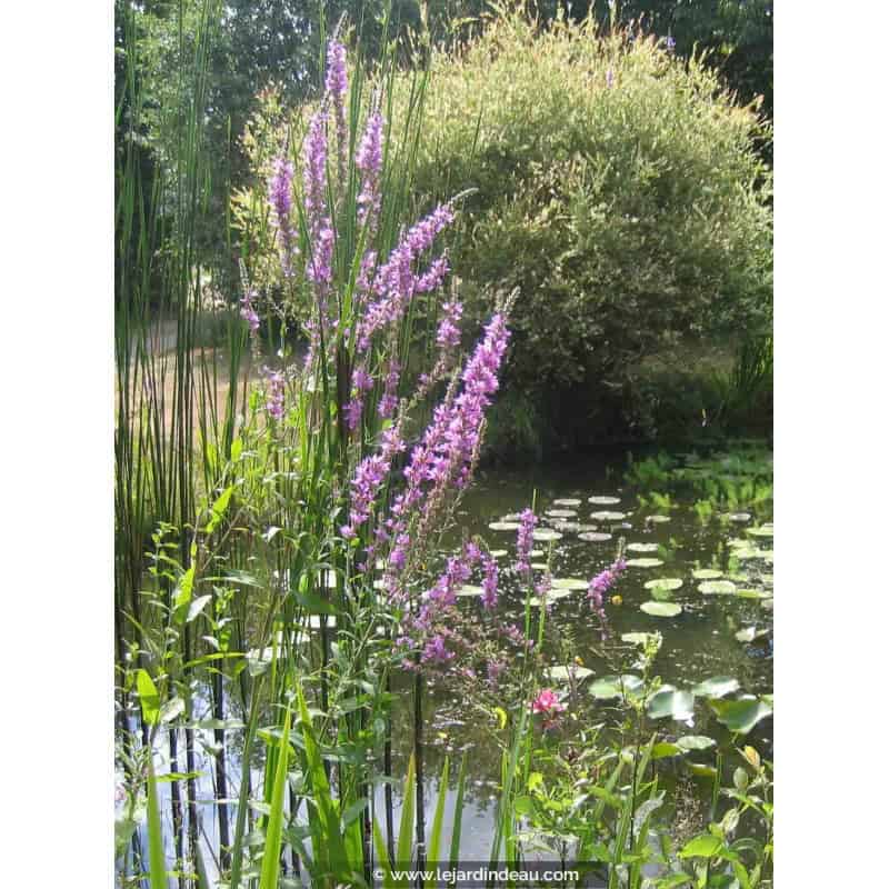 LYTHRUM salicaria LYTHRUM salicaria
