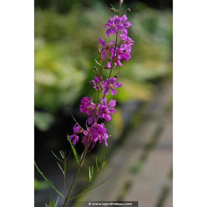LYTHRUM virgatum 'Rose Queen' LYTHRUM virgatum 'Rose Queen'