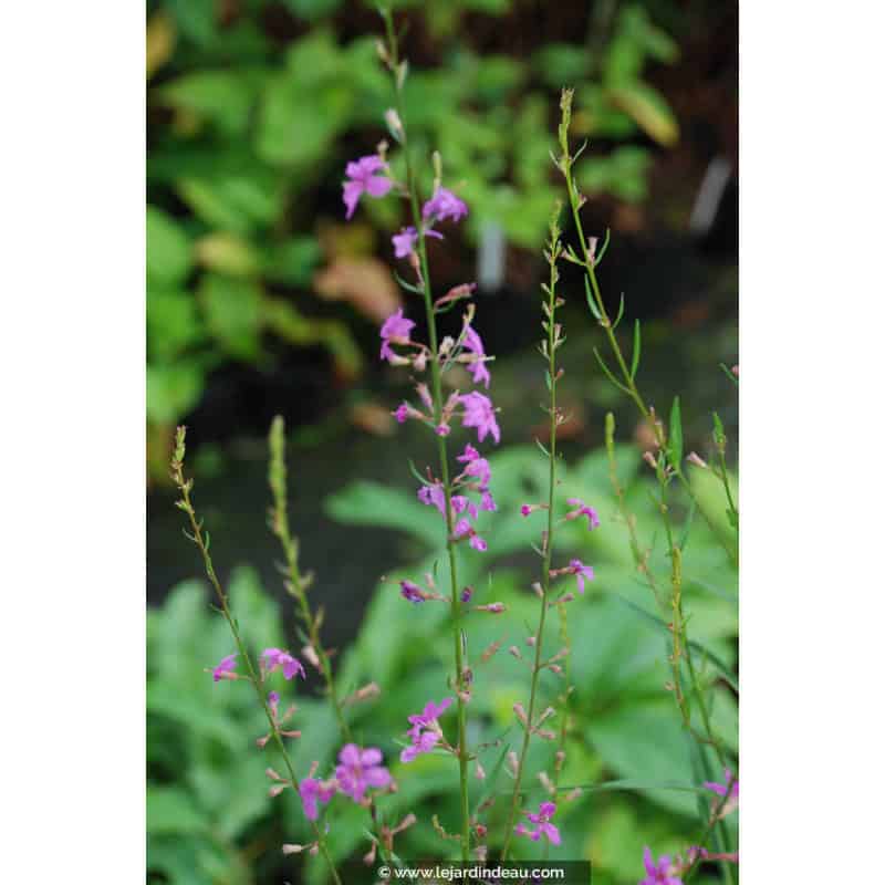 LYTHRUM virgatum 'Rose Queen' LYTHRUM virgatum 'Rose Queen'