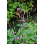 LYTHRUM virgatum 'Rose Queen' LYTHRUM virgatum 'Rose Queen'