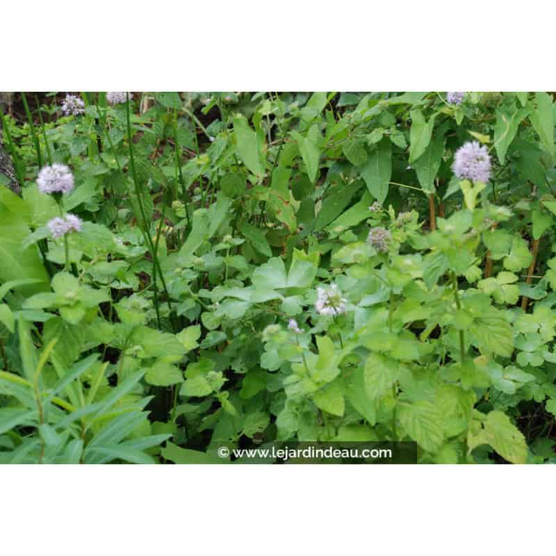 MENTHA aquatica MENTHA aquatica