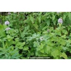 MENTHA aquatica MENTHA aquatica
