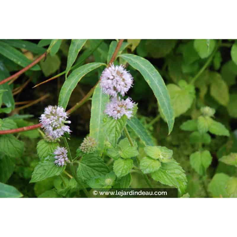 MENTHA aquatica MENTHA aquatica