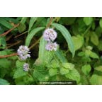 MENTHA aquatica MENTHA aquatica