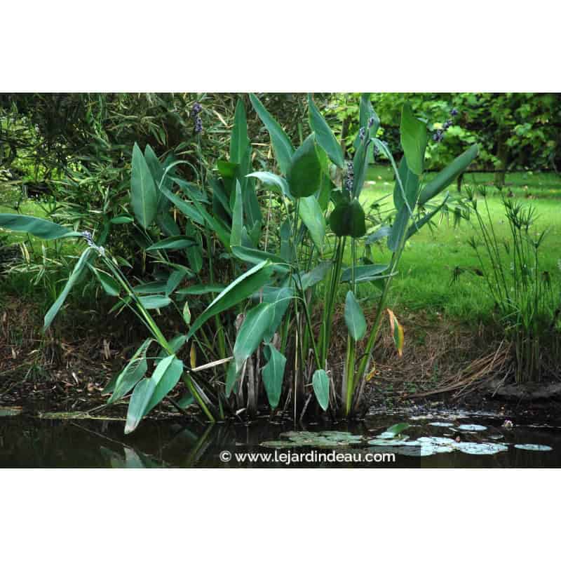 THALIA dealbata THALIA dealbata