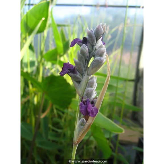 THALIA dealbata