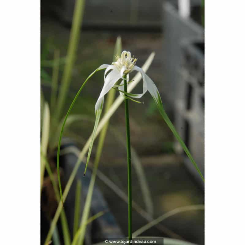 RHYNCHOSPORA colorata RHYNCHOSPORA colorata