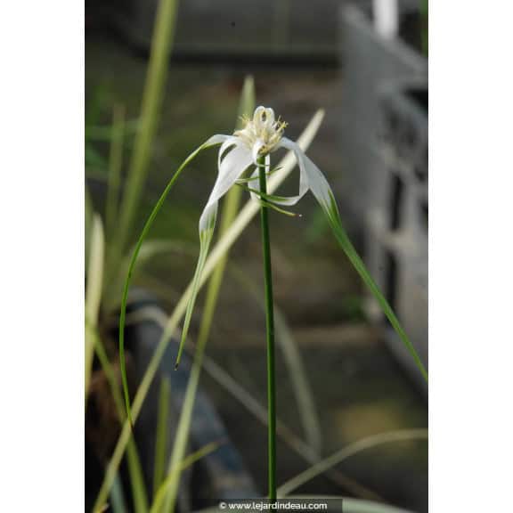 RHYNCHOSPORA colorata