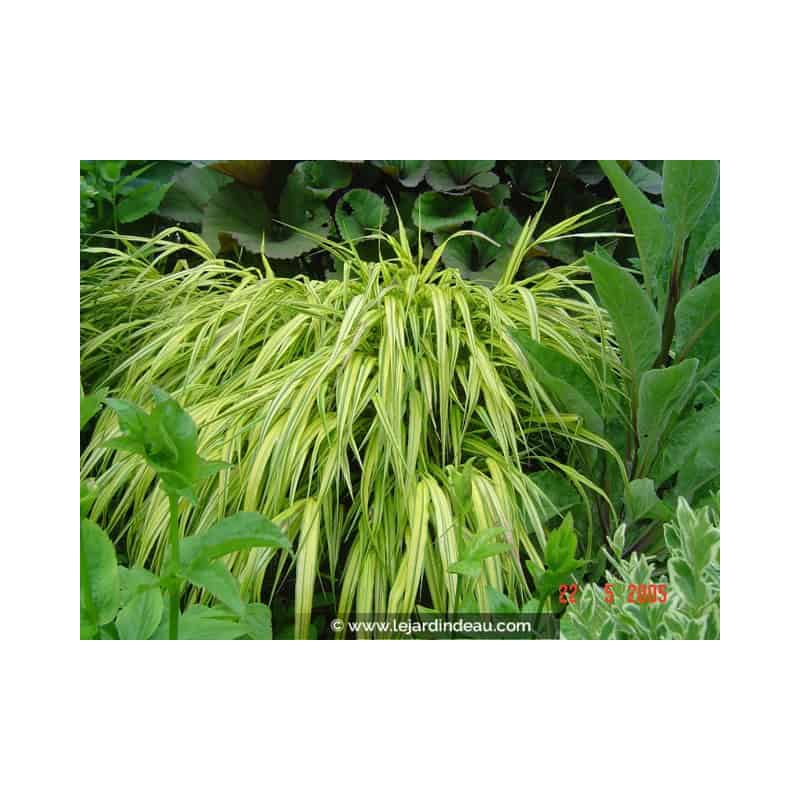 HAKONECHLOA macra 'Aureola' HAKONECHLOA macra 'Aureola'
