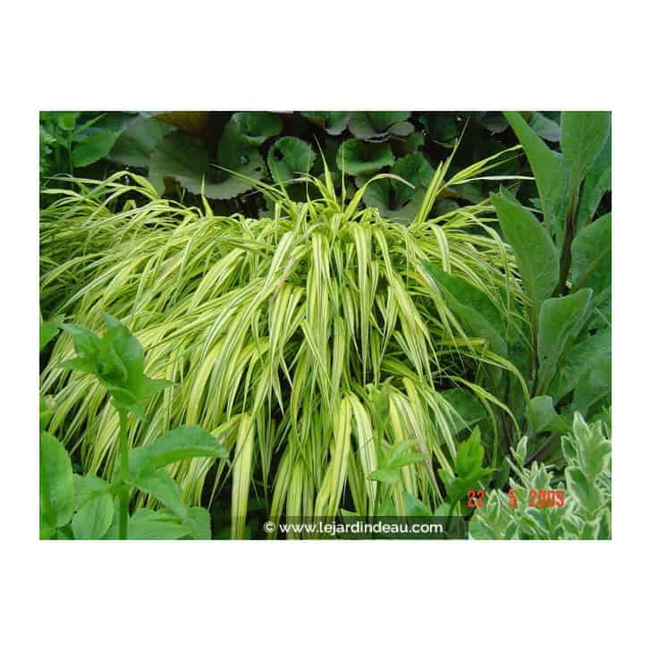 HAKONECHLOA macra 'Aureola'