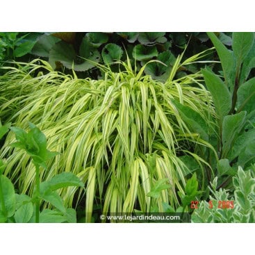 HAKONECHLOA macra \'Aureola\' - Herbe du Japon Aureola