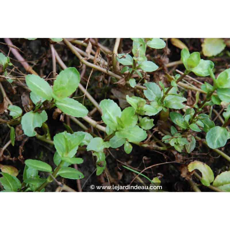 VERONICA beccabunga VERONICA beccabunga