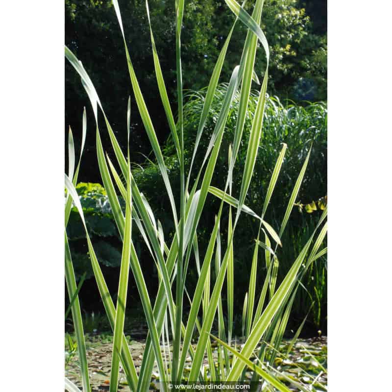 TYPHA latifolia 'Variegata'