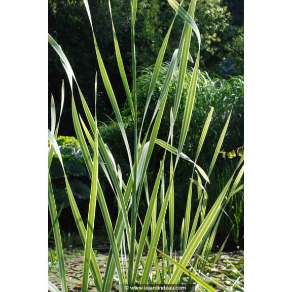 TYPHA latifolia 'Variegata'