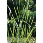 TYPHA latifolia 'Variegata'