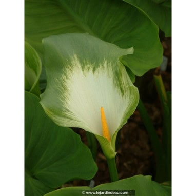 ZANTEDESCHIA aethiopica \'Green Goddess\' - Arum d\'Éthiopie à fleur verte