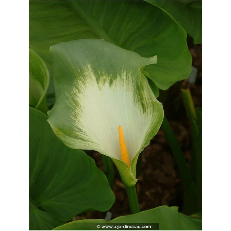 ZANTEDESCHIA aethiopica 'Green Goddess' ZANTEDESCHIA aethiopica 'Green Goddess'