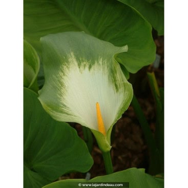 ZANTEDESCHIA aethiopica \'Green Goddess\' - Arum d\'Éthiopie à fleur verte