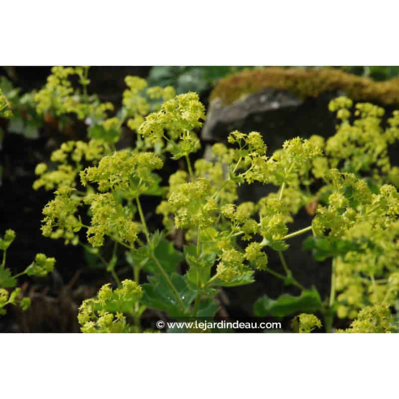 ALCHEMILLA mollis ALCHEMILLA mollis