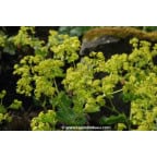 ALCHEMILLA mollis ALCHEMILLA mollis
