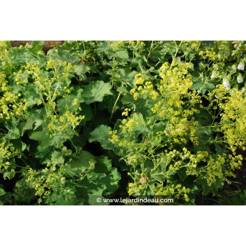 ALCHEMILLA mollis ALCHEMILLA mollis
