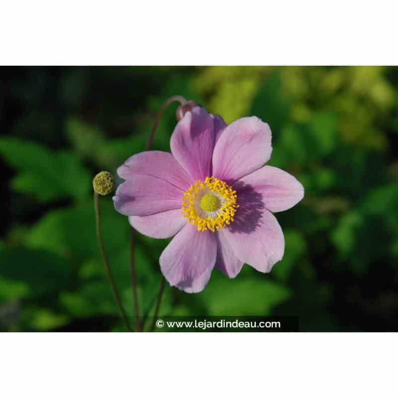 ANEMONE hybride 'Sérénade' ANEMONE hybride 'Sérénade'