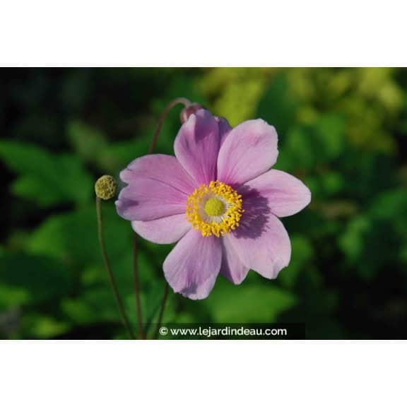 ANEMONE hybride 'S&eacute;r&eacute;nade'