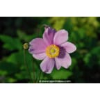 ANEMONE hybride 'Sérénade' ANEMONE hybride 'Sérénade'