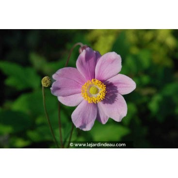 ANEMONE hybride \'Sérénade\' - Anémone du Japon \'Sérénade\'